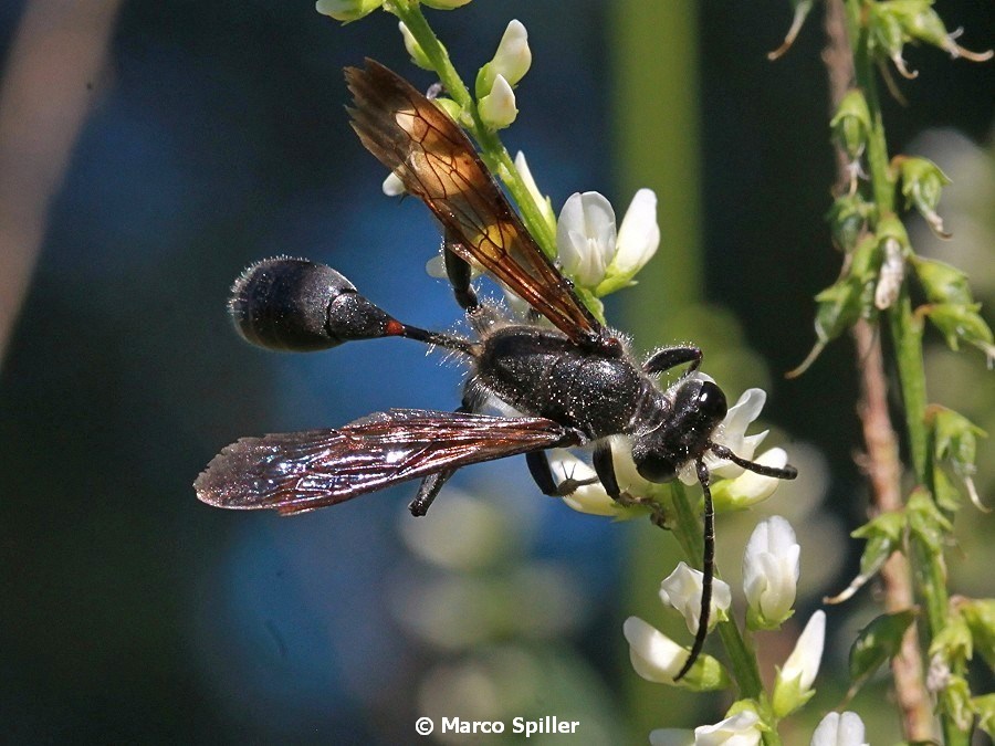 Sphecidae:  Isodontia mexicana